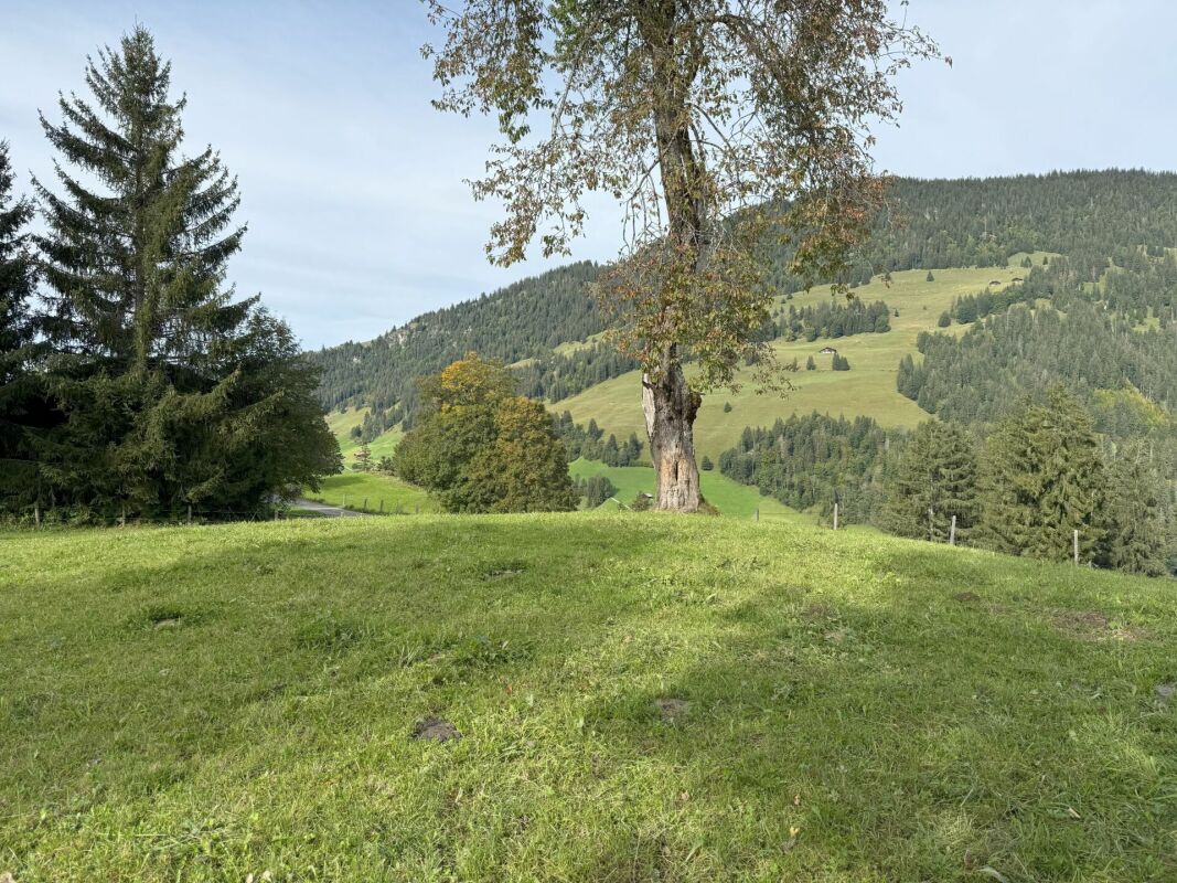Gallery image #4